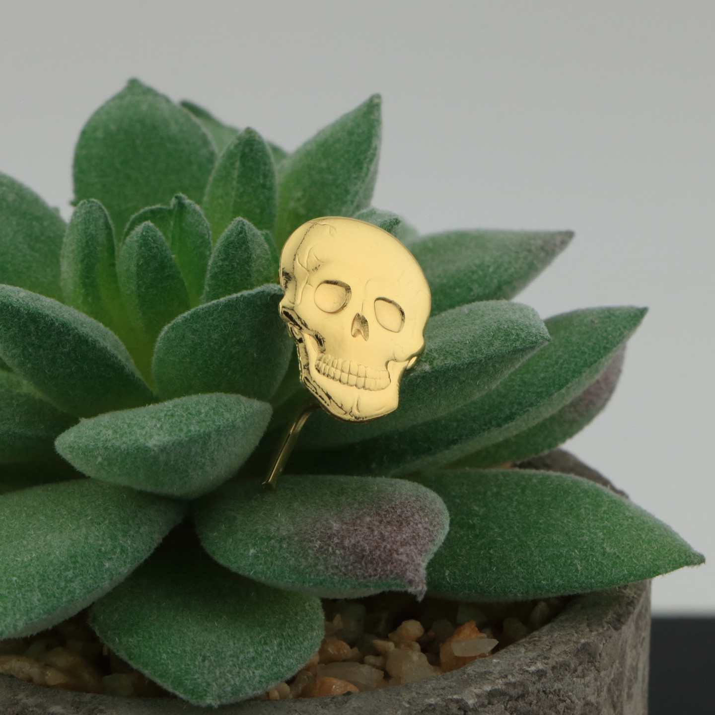 Tête de Mort : Symbole de choix et de renouveau