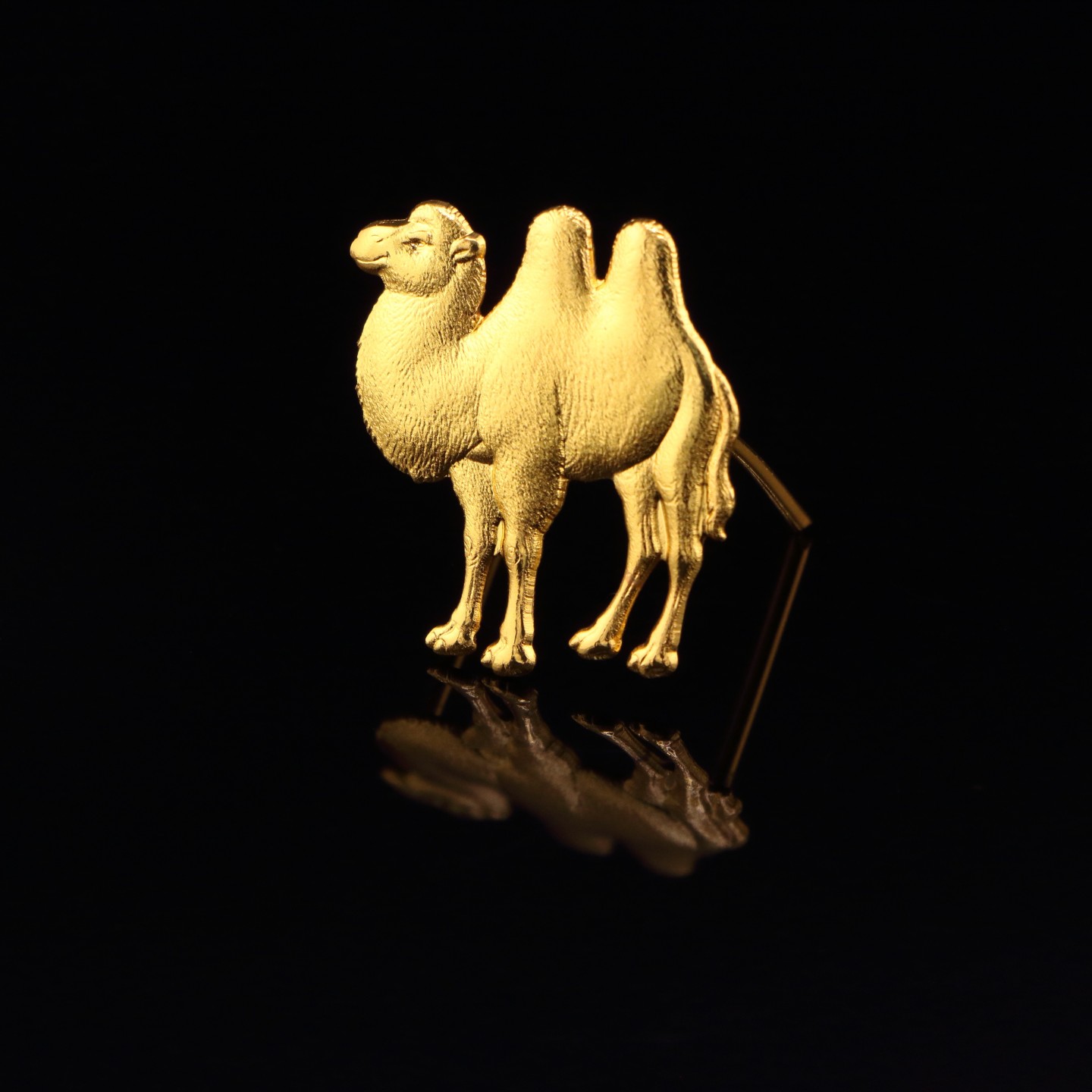 Chameau : Symbole d’indépendance ou de complicité