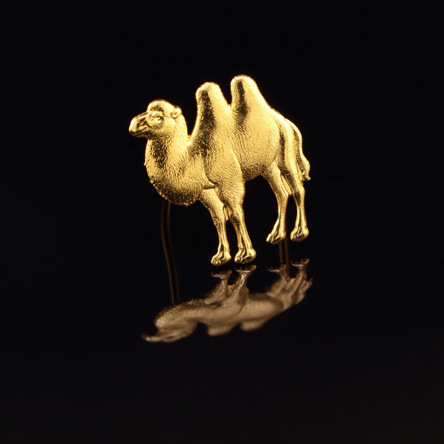 Chameau : Symbole d’indépendance ou de complicité